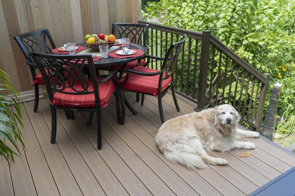 dog-on-deck Dog on Deck